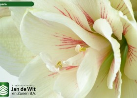 hippeastrum Aquaro ® (3)